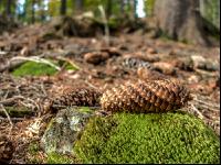 FiTaBuMischwald 27
