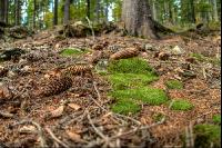 FiTaBuMischwald 28