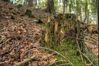 FiTaBuMischwald 29