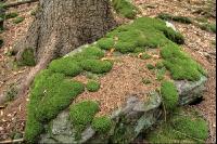 FiTaBuMischwald 30