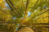 Buchen Herbstlaub 12