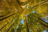 Buchen Herbstlaub 11