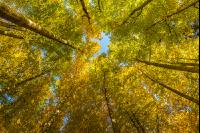 Buchen Herbstlaub 10