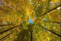 Buchen Herbstlaub 9