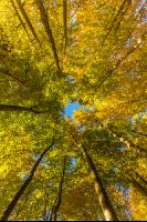 Buchen Herbstlaub 8