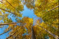 Buchen Herbstlaub 7
