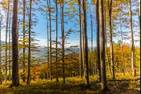 Buchen Herbstlaub 3