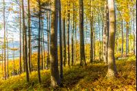 Buchen Herbstlaub 2