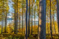 Buchen Herbstlaub 1