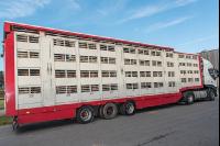 Zuchtrindertransport 2