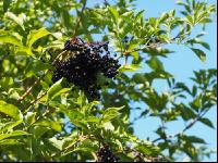Holunderbeeren 4