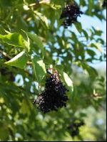 Holunderbeeren 3