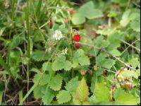 Walderdbeere 1