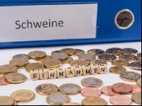 Finanzen Schweine 5