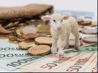 Finanzen Schafe 5