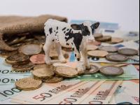 Finanzen Rinder 21