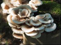 Austernpilz 8
