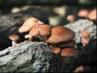 Shiitakepilz 7