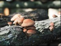 Shiitakepilz 6
