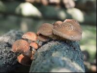 Shiitakepilz 5
