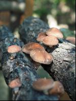 Shiitakepilz 4