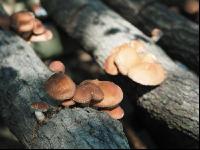 Shiitakepilz 3