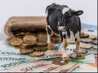 Cattle finances 20