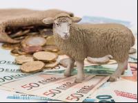 Finances sheep 6