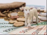 Finances sheep 5