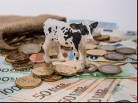 Cattle finances 21