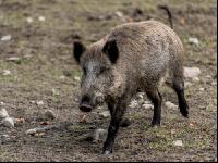 Wildschweine 31