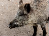 Wildschweine 30