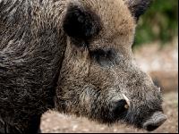 Wildschweine 29