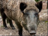 Wildschweine 28