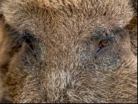 Wildschweine 27