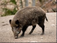 Wildschweine 26