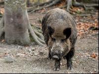 Wildschweine 25