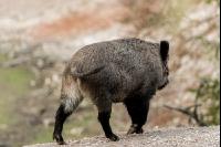 Wildschweine 24