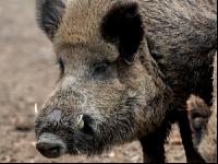 Wildschweine 23