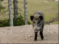Wildschweine 22