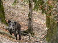 Wildschweine 21
