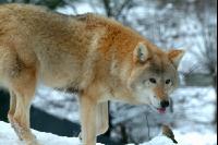 Wolf 4