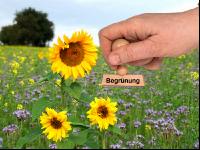 Begrünung
