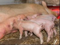 Biologische Schweinehaltung 37