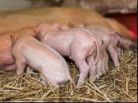 Biologische Schweinehaltung 36