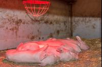 Biologische Schweinehaltung 35