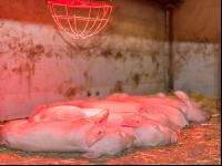 Biologische Schweinehaltung 34