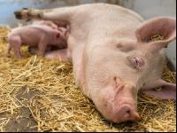 Biologische Schweinehaltung 33