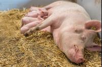 Biologische Schweinehaltung 32