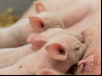 Biologische Schweinehaltung 31